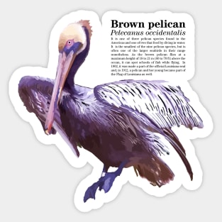 Brown pelican tropical bird black text Sticker